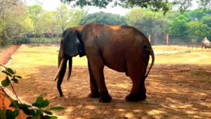 Tiger Reserve Elephant