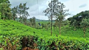 Zip-lining at Meppadi