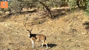 How to Reach Sasan Gir