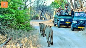 Rajaji National Park (Rajaji Tiger Reserve)