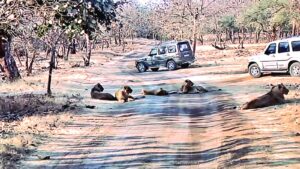 Jeep Safari