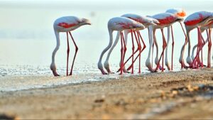 Modhva Beach, Gujarat