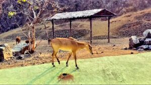 Sardar Patel Zoological Park03