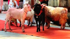 2024 Latest Update on Kamakhya Temple: Rituals & Festivals 8 Goat sacrifice