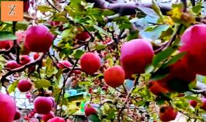 Dharali – The Apple Wonderland