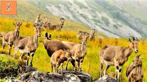 Eravikulam National Park