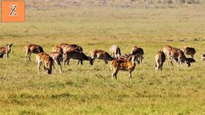 Jim Corbett National Park