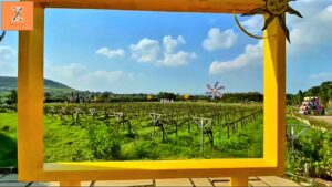 Sula Vineyards