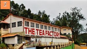 Tea Factory Visit