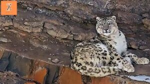 Wildlife Encounters: Coexisting with Snow Leopards