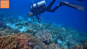 Diving and Snorkeling