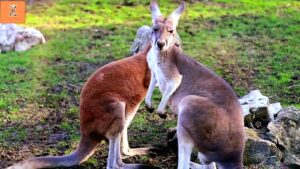 Taipei Zoo: Fun for the Whole Family