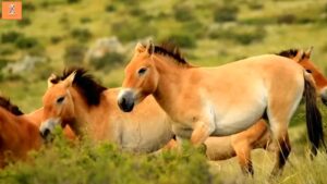 8. Go Wildlife Spotting in Hustai National Park